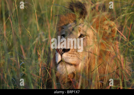 Männlicher Löwe liegend lange Gras suchen Warnung Stockfoto