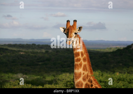 Giraffe-Porträt mit einer Landschaft im Hintergrund Stockfoto