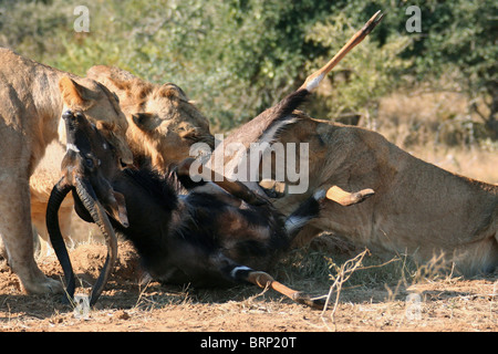 Löwe stolz Fütterung auf einen Nyala-kill Stockfoto