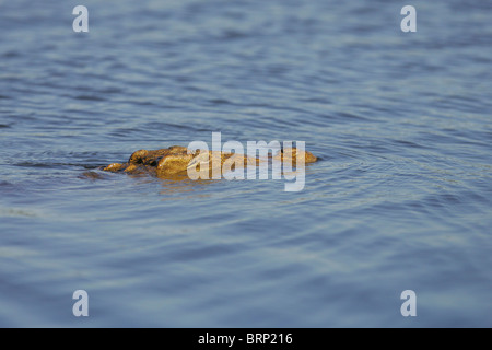 Nil-Krokodil im Wasser mit nur die Spitzen des Kopfes sichtbar über der Oberfläche des Wassers Stockfoto