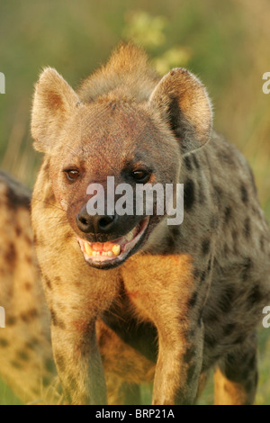 Gefleckte Hyäne hautnah mit seinen Mund offen Stockfoto