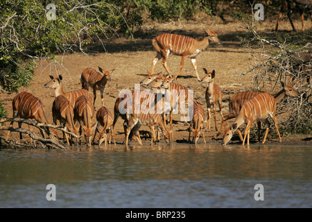 großen Nyala Herde am Ufer eines Flusses trinken Stockfoto