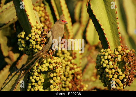 Mit rotem Gesicht Mousebird gehockt Euphorbia ernähren sich von Obst Stockfoto