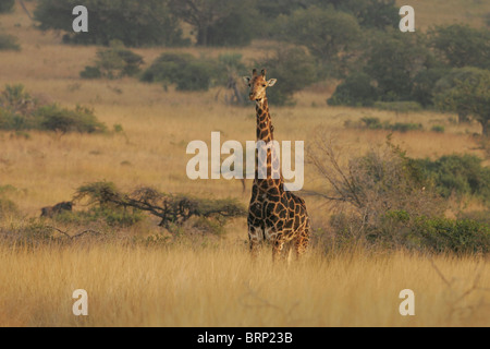 Malerische Aussicht auf eine Giraffe stehend lange Gras Stockfoto