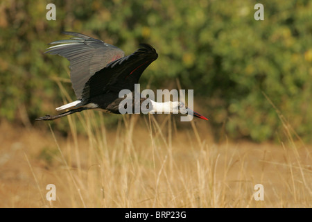 Wollig-Necked Storch im Flug über lange Trockenrasen Stockfoto