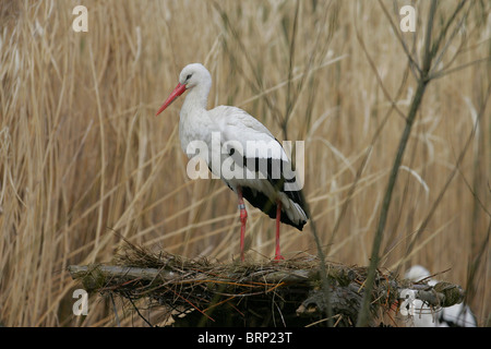 Weißstorch thront auf seinem Nest aus trockenen Zweigen mit langen trockenen Gräsern im Hintergrund gemacht Stockfoto