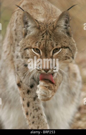 Eurasischer Luchs seine Pfote lecken und Blickkontakt Stockfoto