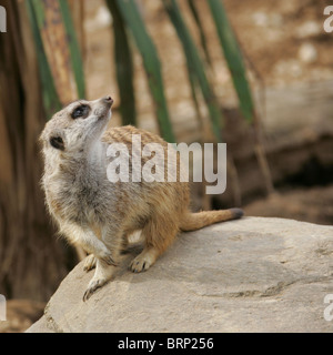 Erdmännchen sitzt auf einem Felsen suchen Skywards und seine Rechte Pfote Kreuzung Pfote links Stockfoto