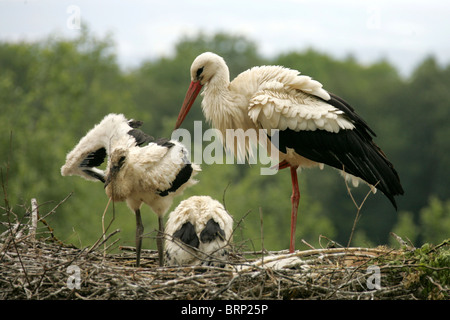 Weißstorch mit zwei Küken in ihrem Nest aus Zweigen gemacht Stockfoto