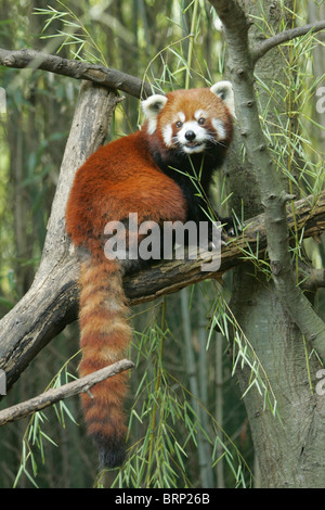 Roter Panda sitzend auf Ast eines Baumes mit seiner lange buschige Rute auf den Boden hängen Stockfoto