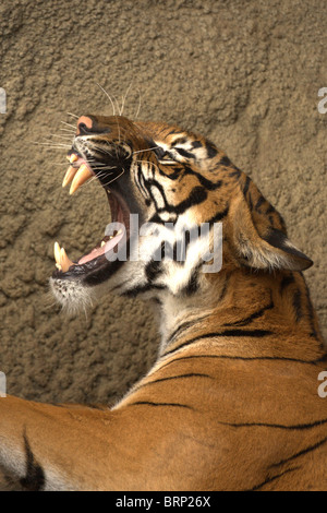 Bengal Tiger mit seinen Mund weit zu öffnen, Knurren Stockfoto