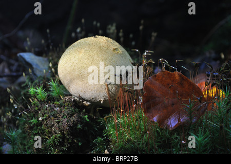 Pilze Blätterteig Ball, Herbst Blatt, Cwm Ffynone, Wald, Pembrokeshire, Wales, Vereinigtes kingodm Stockfoto