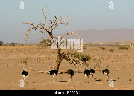 Gruppe von Straußen und Tote Kamel Dornenbaum, in der Nähe von Sossusvlei Stockfoto