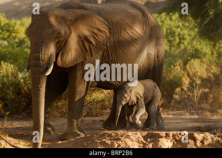 Elefant Kuh und jungen Kalb Stockfoto