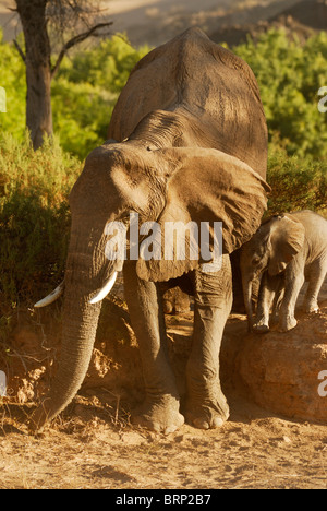 Elefant Kuh und jungen Kalb Abstieg ins Ufer Stockfoto