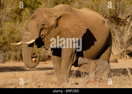 Elefanten-Kuh und kleines Kalb Spanferkel Stockfoto