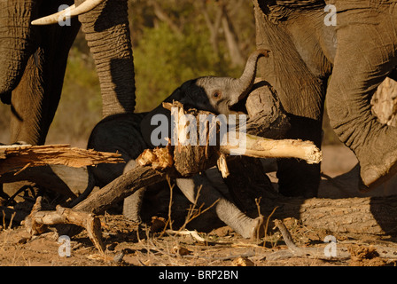 Junge baby Elefanten stecken unter umgestürzten Baum Stockfoto