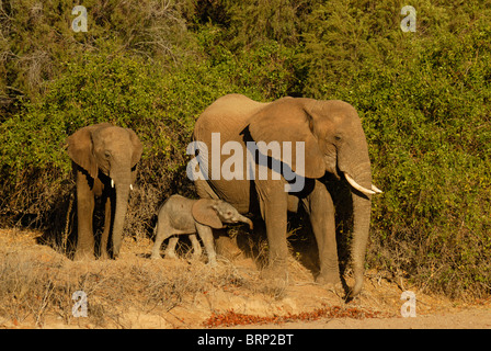 Elefantendame mit älteren Kalb und junge Baby-Elefant Stockfoto