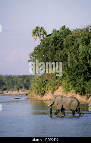 Afrikanischer Elefant (Loxodonta Africana) Luangwa Fluss überquert Stockfoto