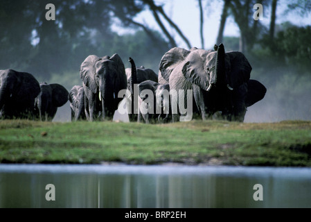 Afrikanische Elefantenherde Zucht kommen zu nachsichtig Kanal (Kwando) zu trinken Stockfoto