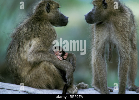 Chacma Pavian (Papio Cynocephalus Ursinus) paar mit baby Stockfoto