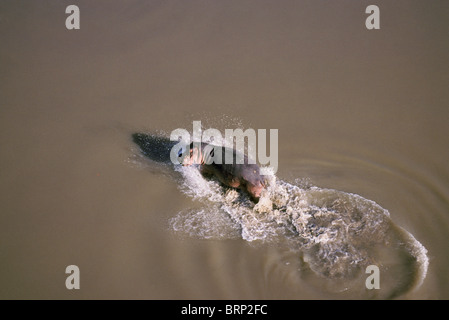 Luftaufnahme der ein einsamer Flusspferd (Hippopotamus Amphibius) im Fluss plantschen Stockfoto