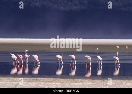 Mehr oder weniger Flamingos am Lake Magadi Stockfoto