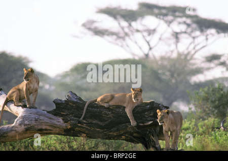 Drei Löwinnen ruht auf einem Baumstamm (Panthera Leo) Stockfoto