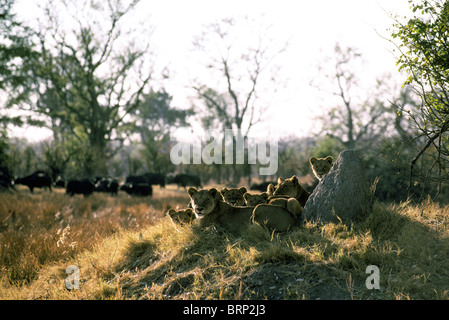 Stolz der Löwen auf einem Hügel beobachtete Herde Büffel (Panthera Leo) und (Syncerus Caffer) Stockfoto