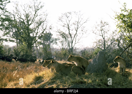 Stolz der Löwen auf einem Hügel beobachtete Herde Büffel (Panthera Leo) und (Syncerus Caffer) Stockfoto