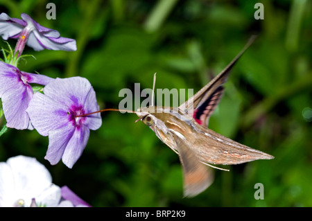 Silber-gestreiften Hawkmoth Trinken Nektar aus den Blüten Stockfoto