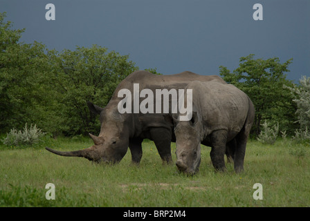 Breitmaulnashorn mit langen Horn und Kalb Weiden Stockfoto