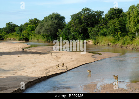 Luangwa Fluss und Truppe von gelben Paviane Stockfoto