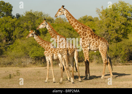 Drei giraffe Stockfoto