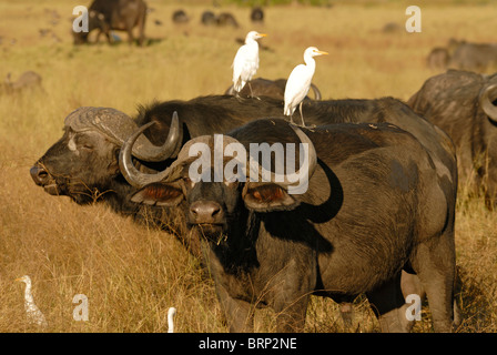 Kaffernbüffel mit Kuhreiher thront auf dem Rücken Stockfoto