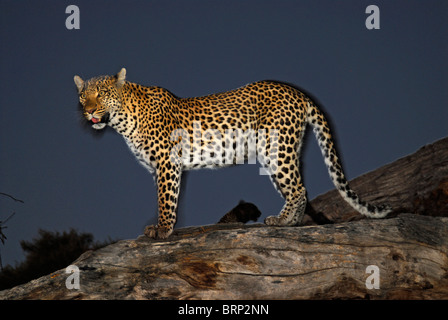 Leopard auf trockenen Baumstamm mit der Silhouette des es ist Cub zeigt im Hintergrund Stockfoto