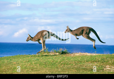 Zwei östliche graue Känguru (Macropus Giganteus) hüpfen Stockfoto