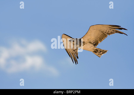 Schwarz-chested Schlange-Adler im Flug Stockfoto