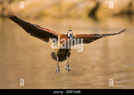 White-faced Ente im Flug Stockfoto