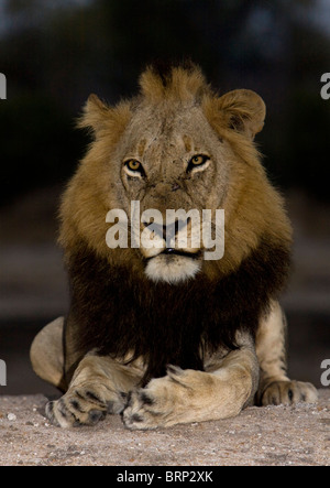 Porträt eines Löwen sitzen auf dem Boden in der Abenddämmerung Stockfoto