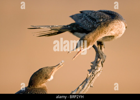 Reed Cormorant Fütterung Küken Stockfoto