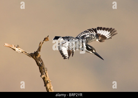 Pied Kingfisher Einnahme Flug Stockfoto