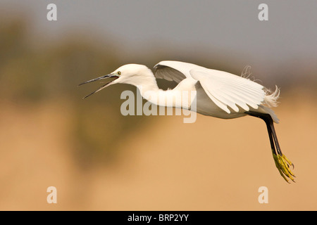 Seidenreiher im Flug Stockfoto