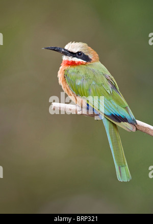 White-fronted Bienenfresser thront auf einem Ast Stockfoto