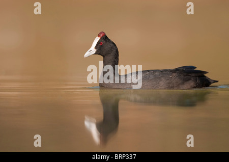 Rot-genoppten Blässhühner auf dem Wasser Stockfoto