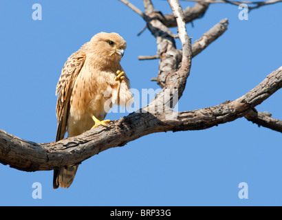 Größere Kestrel thront auf einem Bein auf einem Ast Stockfoto