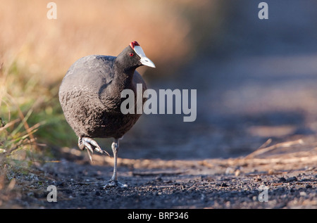 Rot-genoppten Blässhühner laufen auf Schotter Stockfoto