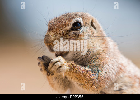 Porträt einer Grundeichhörnchen, Fütterung Stockfoto