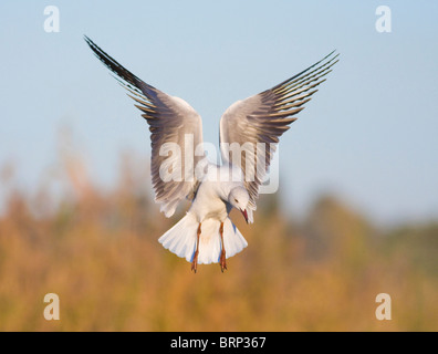 Grey-headed Möwe im Flug Stockfoto