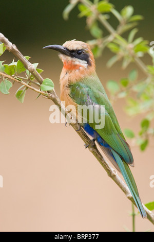 White-fronted Bienenfresser thront auf einem dünnen Ast Stockfoto